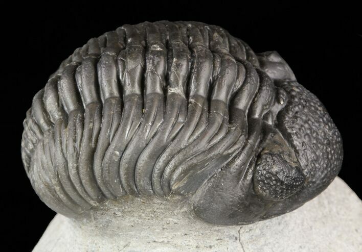 Pedinopariops Trilobite - Mrakib, Morocco #58442